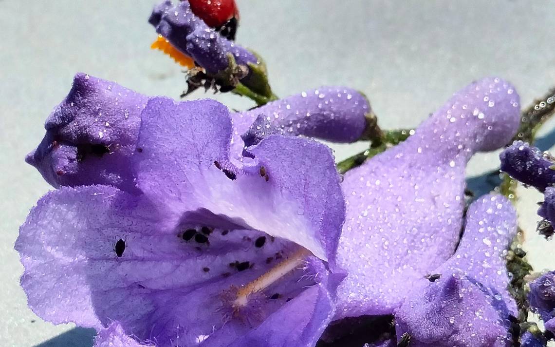 Aguascalientes Se Viste De Flor De Jacaranda El Sol Del Centro Noticias Locales Policiacas 0525