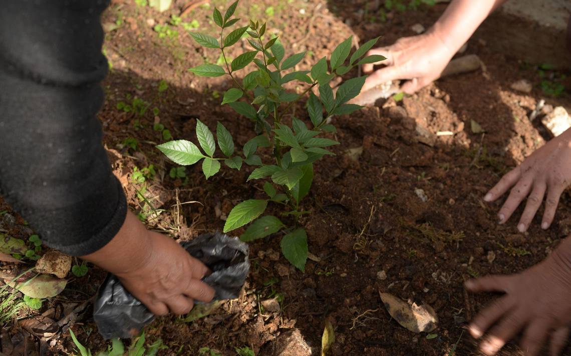 Reforestan más de 46 mil árboles en cuatro años en Aguascalientes - El Sol  del Centro | Noticias Locales, Policiacas, sobre México, Aguascalientes y  el Mundo