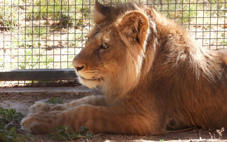 Buscan crear criadero de leones en Aguascalientes - El Sol del Centro |  Noticias Locales, Policiacas, sobre México, Aguascalientes y el Mundo