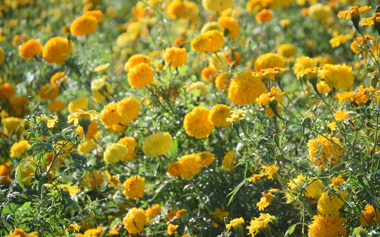 Galería] Flor de cempasúchil, un legado ancestral - El Sol del Centro |  Noticias Locales, Policiacas, sobre México, Aguascalientes y el Mundo