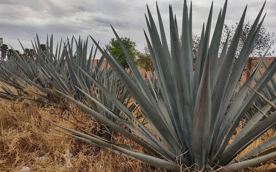 Rincón de Romos busca aumentar producción de mezcal - El Sol del Centro |  Noticias Locales, Policiacas, sobre México, Aguascalientes y el Mundo