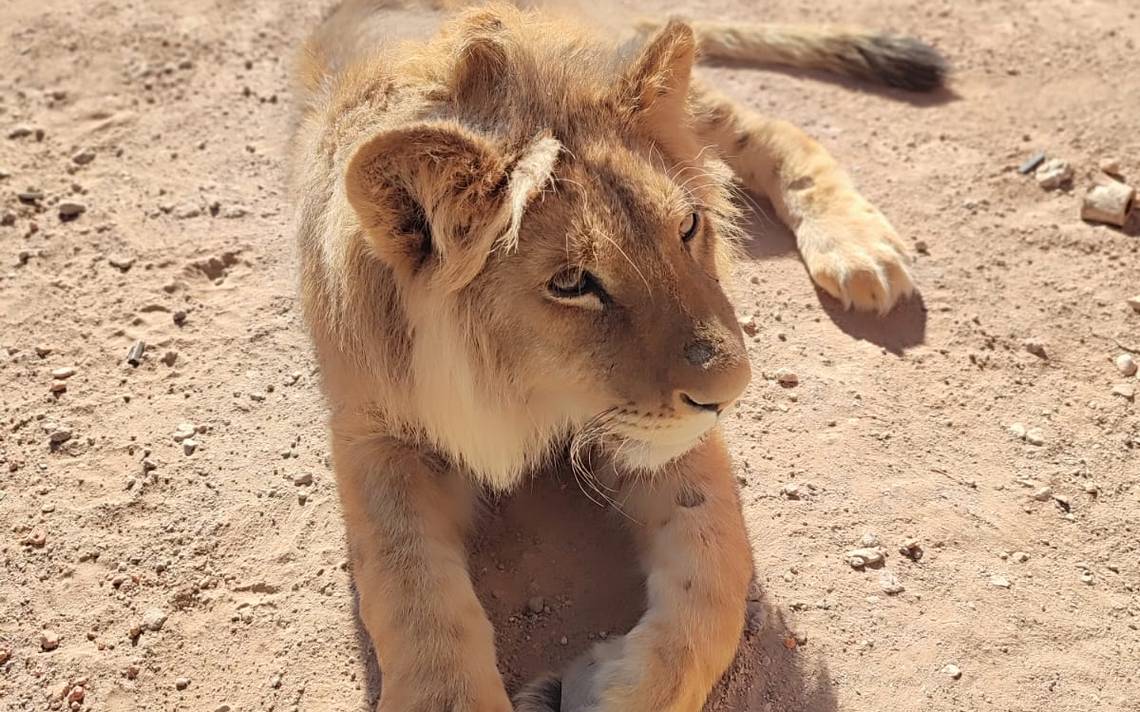 Capturan a león africano en Aguascalientes - El Sol de Durango | Noticias  Locales, Policiacas, sobre México, Durango y el Mundo