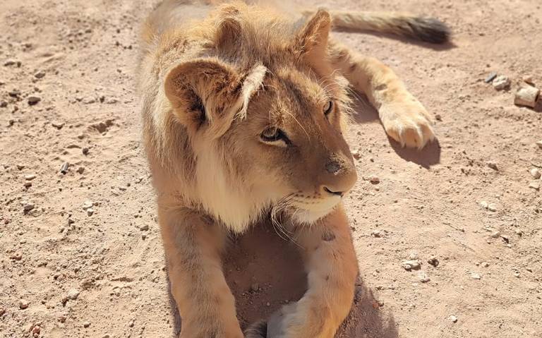 Capturan a león en el oriente de Aguascalientes - El Sol del Centro |  Noticias Locales, Policiacas, sobre México, Aguascalientes y el Mundo