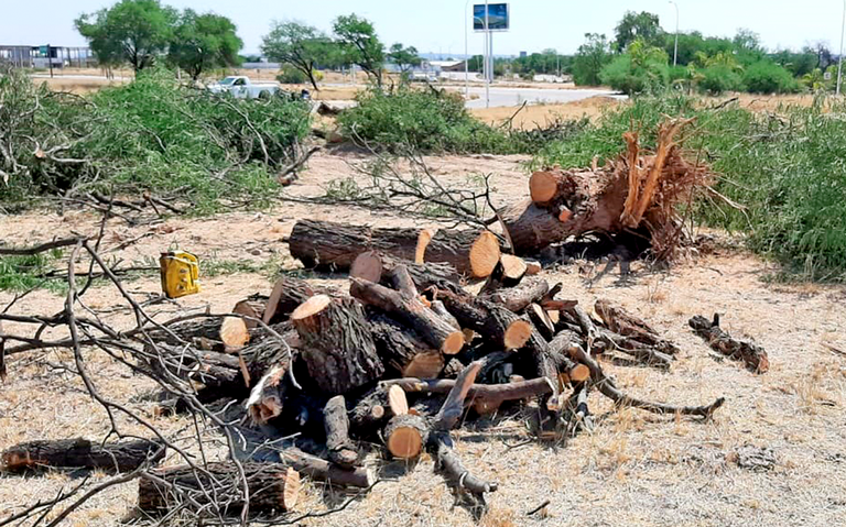 Caen seis por talar árboles sin permiso - El Sol del Centro | Noticias  Locales, Policiacas, sobre México, Aguascalientes y el Mundo